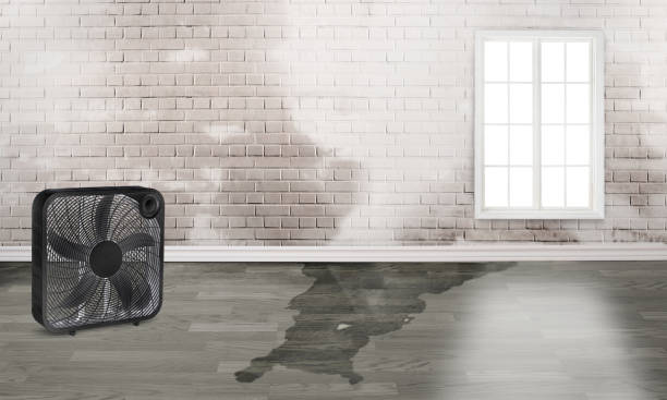 Best Water damage contractors near me  in Ten Mile Creek, MD